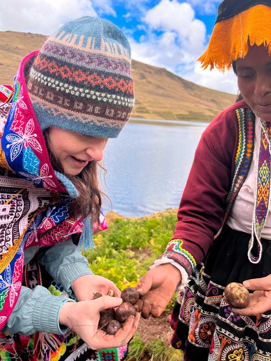 havesting potatoe at pisac potato park