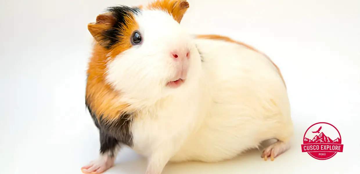 peruvian guinea pig