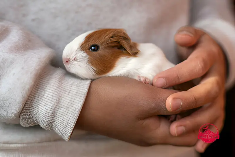 what do peruvian guinea pigs look like