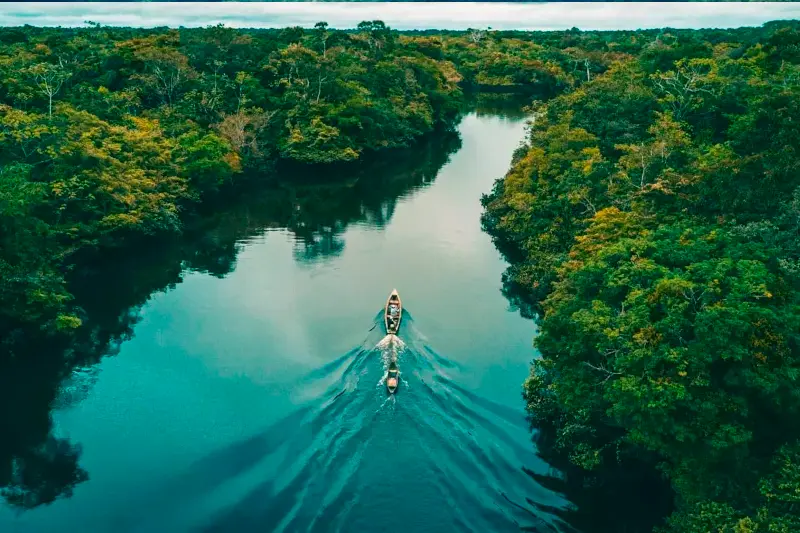 the amazon rainforest
